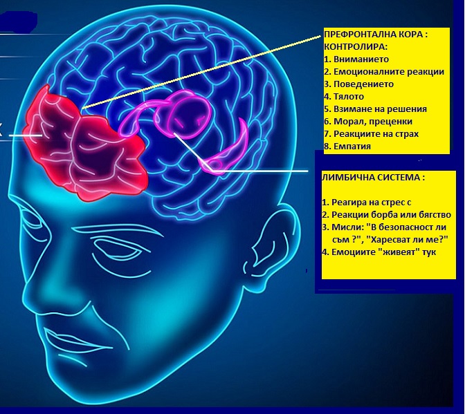 Невротренинг и ХЕГ-неврофийдбек при ХАДВ и екранна зависимост